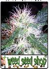 cannabis seeds Misty