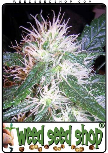 cannabis seeds Misty