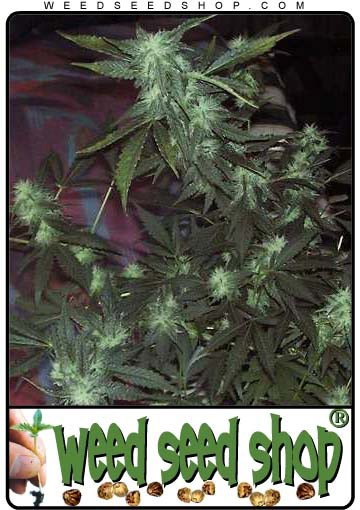 cannabis seeds Ice