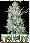 cannabis seeds Indoor Mix