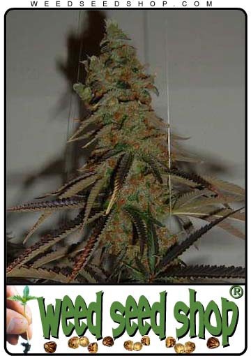 cannabis seeds Jock Horror