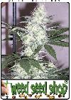 cannabis seeds K2