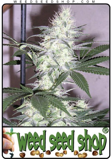 cannabis seeds K2