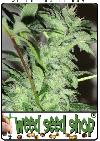 cannabis seeds Early Bud