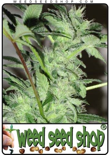 cannabis seeds Early Bud