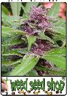 graine cannabis New Purple Power