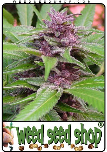 graine cannabis New Purple Power