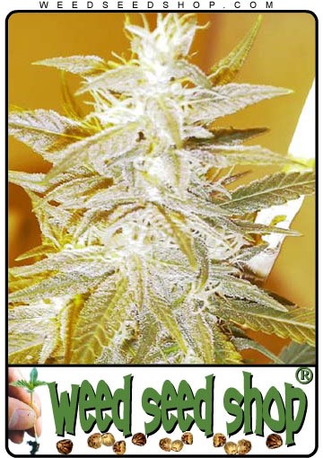 cannabis seeds Swiss Miss