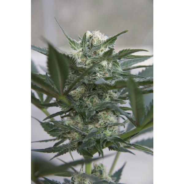 Auto Kush Feminised