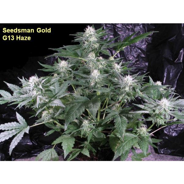 G13 Haze Semillas