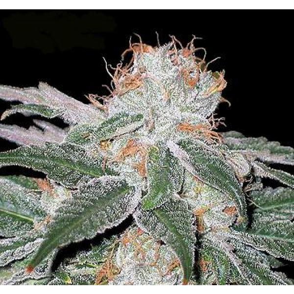 White Widow Feminised