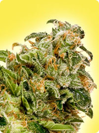 cannabis seeds Cheese