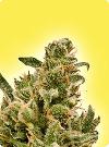 graine cannabis Amnesia