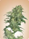 cannabis seeds Afghani Hindu Kush