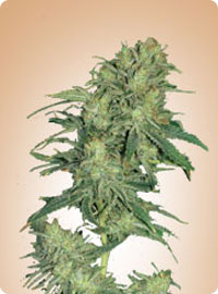 cannabis seeds Afghani Hindu Kush