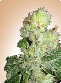 graine cannabis Aurora Indica