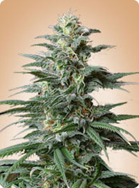 cannabis seeds Big Bud