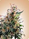 cannabis seeds California Orange Bud