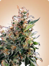 cannabis seeds California Orange Bud