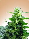 cannabis seeds Citral