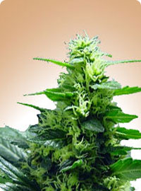 cannabis seeds Citral