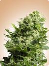 cannabis seeds Four Way Specials