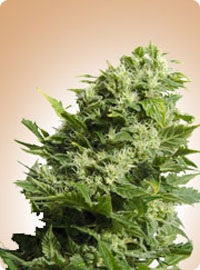 cannabis seeds Four Way Specials