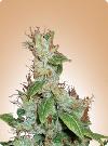 cannabis seeds Haze