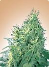 cannabis seeds Northern Light