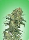 graine cannabis Afghan