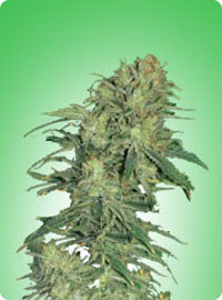 graine cannabis Afghan