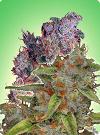 cannabis seeds Cannabis Seeds Mix