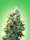 cannabis seeds K2