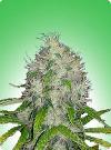 cannabis seeds Master Kush