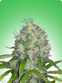 graine cannabis Master Kush