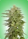 graine cannabis Northern Light x Shiva