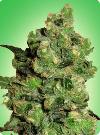 cannabis seeds Super Skunk