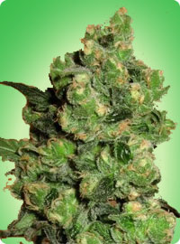 cannabis seeds Super Skunk