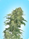 graine cannabis Afghan exterieur