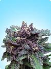 graine cannabis Durban Poison