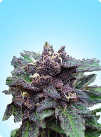 cannabis seeds Durban Poison