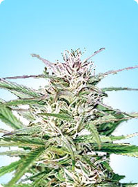 cannabis seeds Early Bud