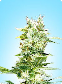 cannabis seeds Early Girl