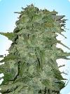 cannabis seeds Early Special