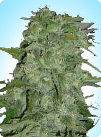 cannabis seeds Early Special