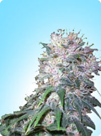 cannabis seeds Hollands Hope