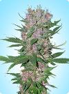 graine cannabis New Purple Power