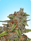 cannabis seeds Original Highway Delight