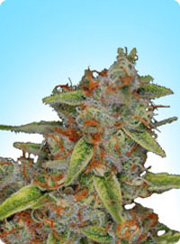 cannabis seeds Original Highway Delight