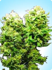 graine cannabis South India x Skunk